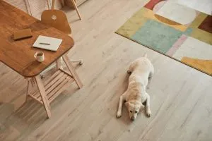 Dog laying on natural wooden flooring